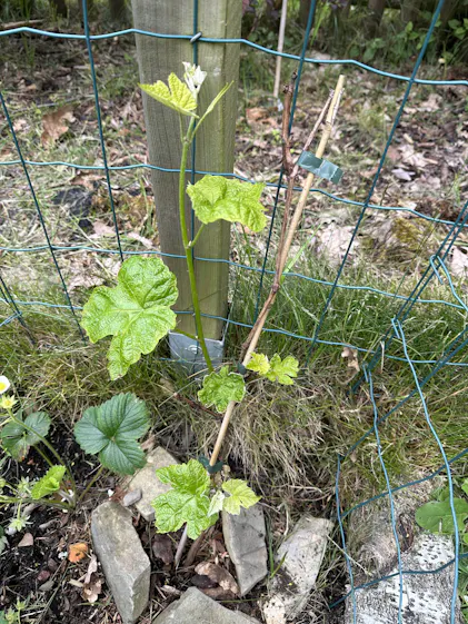 Purgrn Bio-Weinstock-Dnger 1 Liter