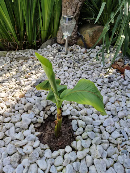 Purgrn Bananendnger 1 Liter