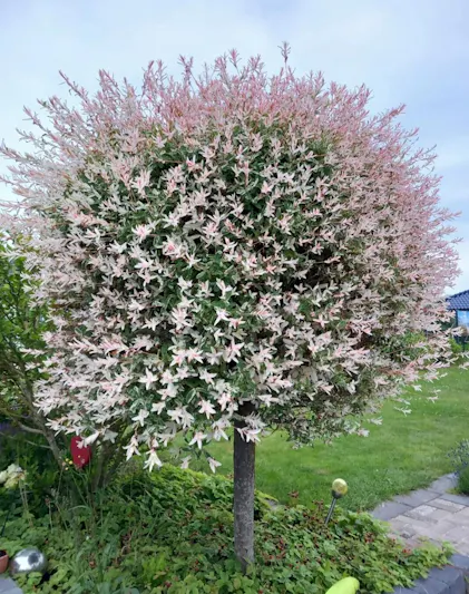 Purgrn Harlekinweide-Dnger 1 kg