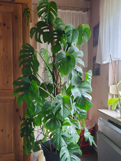 fiddle leaf philodendron Philodendron bipennifolium - Fiddleleaf Philodendron main image 0