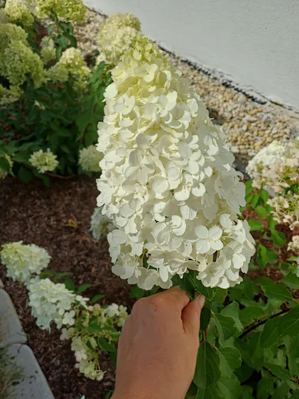 Purgrn Rispenhortensie-Dnger 1 Liter