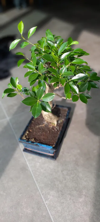 Purgrn Bonsai-Dnger 1 Liter