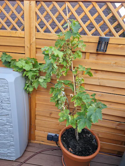 erdbeeren während der blüte düngen Purgrün Bio-Erdbeerdünger 1 kg main image 1