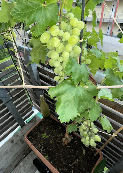 Purgrn Bio-Weinreben-Dnger 1 Liter
