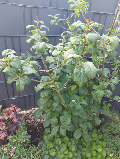 Purgrn Fliederdnger 1 kg
