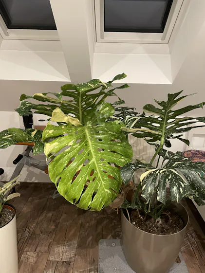 philodendron gloriosum tricolor Philodendron gloriosum tricolor variegata – L'arbre D'or 67