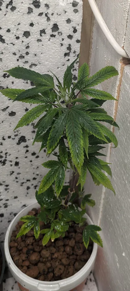 Hydroponik-Dnger 1 Liter  Purgrn