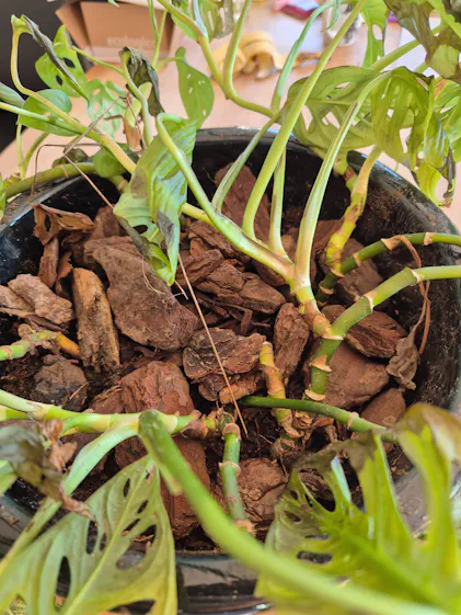 monstera dünger Zimmerpflanzen Dünger, Monstera Dünger, 6 Monate Depotwirkung – PlantMe main image 1