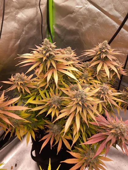 Purgrn Bloom-Dnger 1 Liter