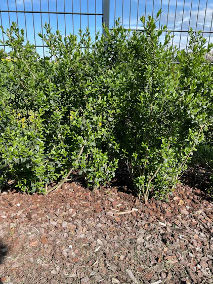 Purgrn Liguster-Dnger 1 kg