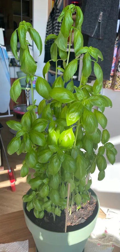 Purgrn Bio-Paprika-Dnger 1 Liter