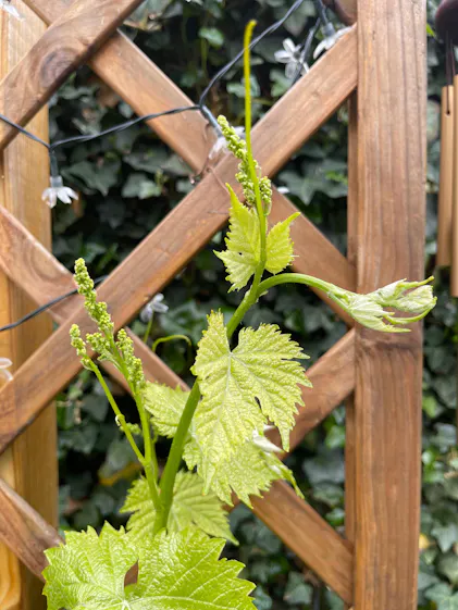 Purgrn Bio-Weinreben-Dnger 1 Liter