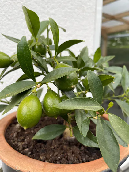 Purgrn Bio-Zitronenbaum-Dnger 1 Liter