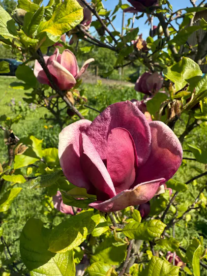 Purgrn Magnoliendnger 1 Liter