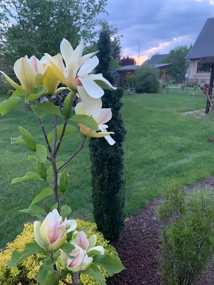 Purgrn Magnoliendnger 1 Liter