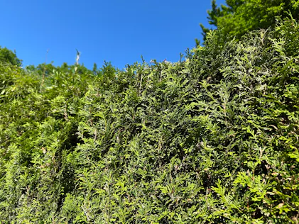 Purgrn Thuja-Dnger 1 kg