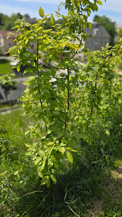 Purgrn Hainbuchenhecke-Dnger 1 kg