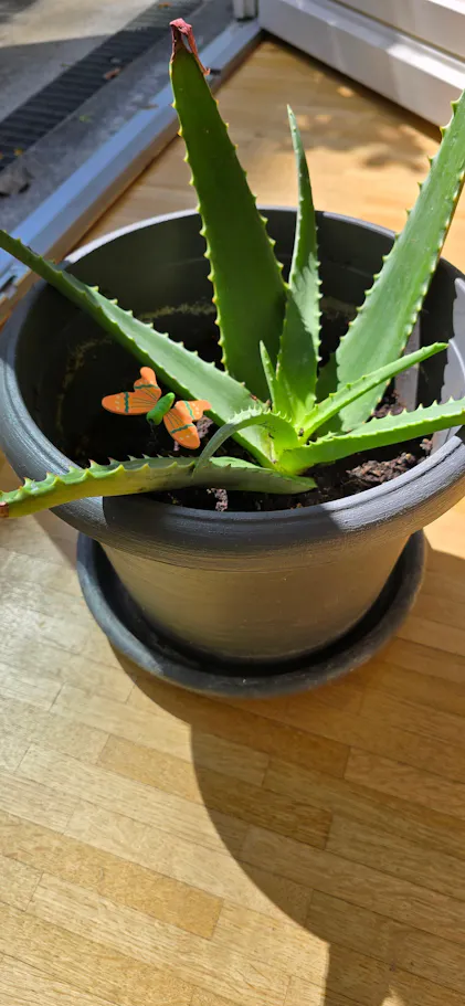 Purgrn Aloe-Vera-Dnger 1 Liter