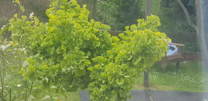 Purgrn Ginkgo-Dnger 1 kg