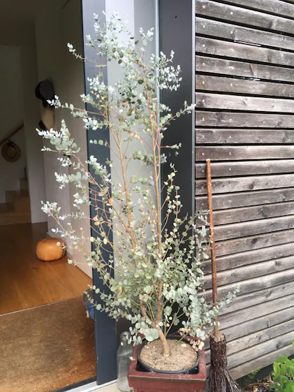 Purgrn Eukalyptus-Dnger 1 Liter
