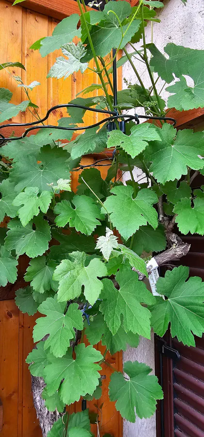 Purgrn Bio-Weinreben-Dnger 1 Liter