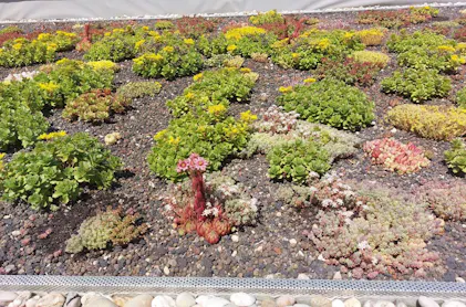 Purgrn Sedum-Dnger 1 kg
