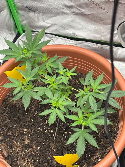dngen autoflowering Geschenkset Cannabis Universaldnger 1001 ml + berraschung  The Happy  Cannabis