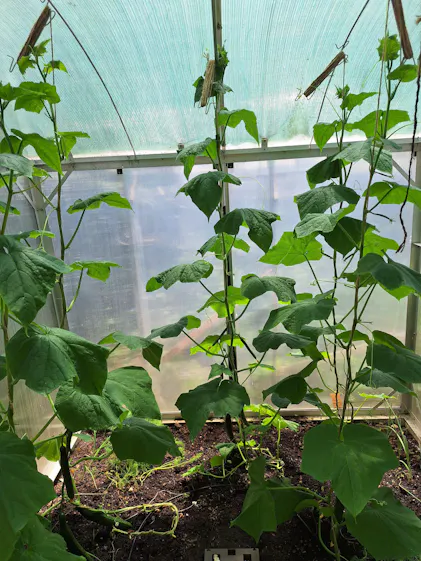 Purgrn Bio-Gurkendnger 1 Liter