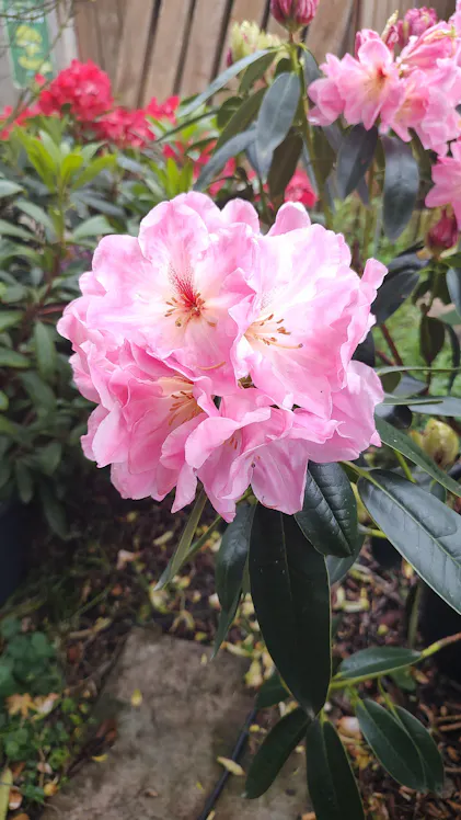 Purgrn Rhododendrondnger 1 Liter