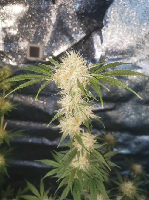 Cannabis-Dünger-Set 2 x 1 Liter