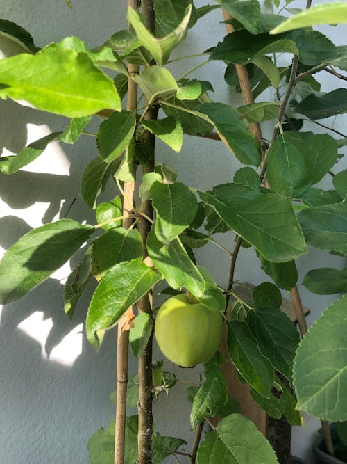 Bio-Apfelbaum-Dünger 1 kg