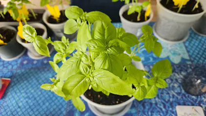 Purgrn Bio-Basilikum-Dnger 1 Liter