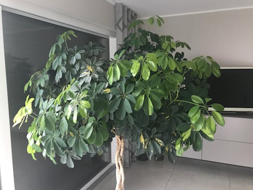 Schefflera-Dünger 1 Liter