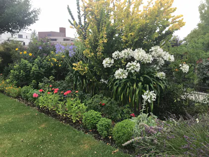 Purgrn Agapanthus-Dnger 1 Liter