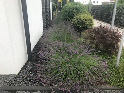 organischer dünger für weinreben Weinreben Dünger Flora Boost PRO