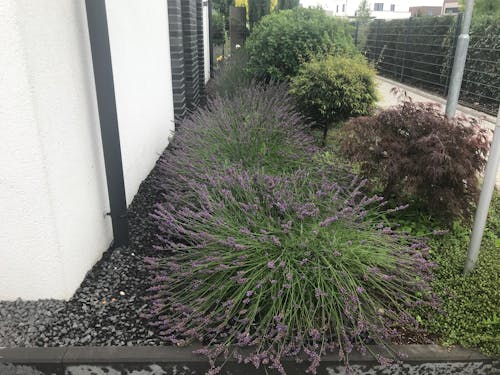 Lavendel-Dünger 1 Liter