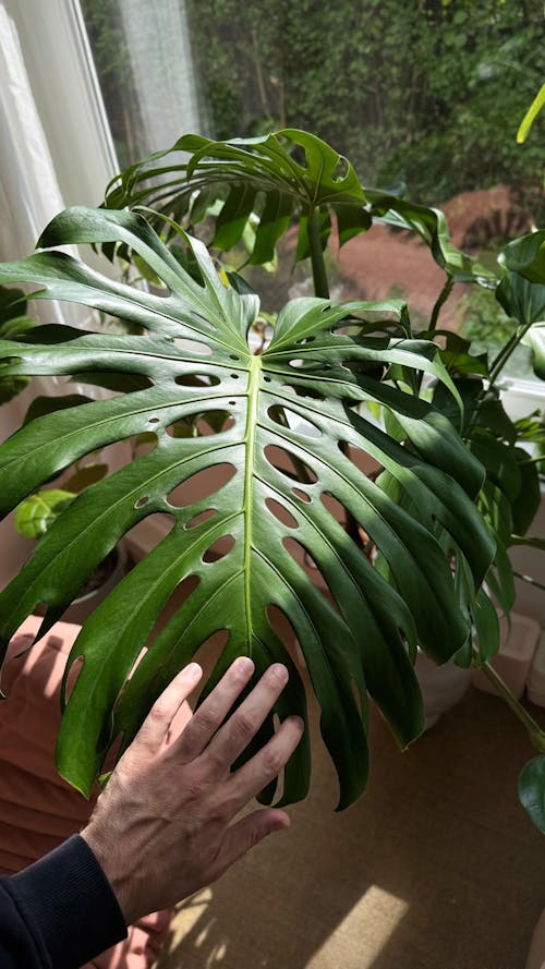 Monstera-Dünger 1 Liter