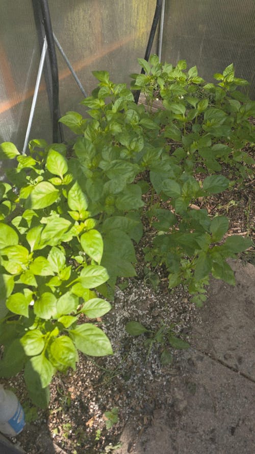 Bio-Paprika-Dünger 1 Liter