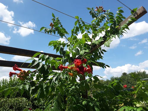 Trompetenblume-Dünger 1 Liter