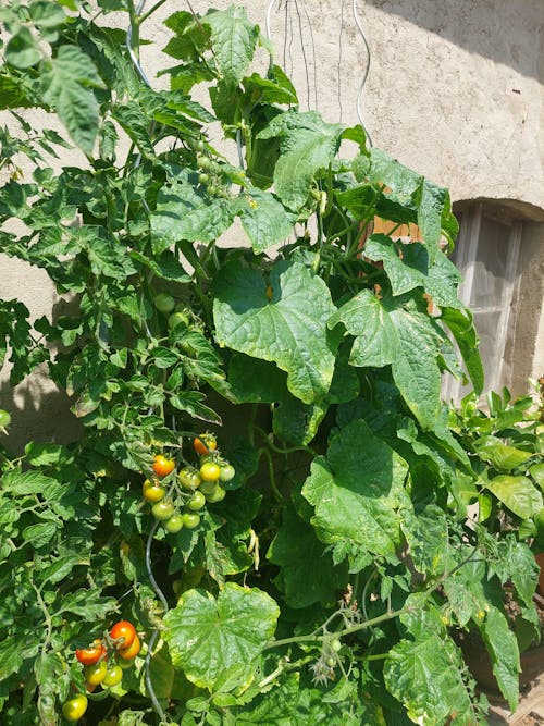 Bio-Tomatendünger 1 Liter