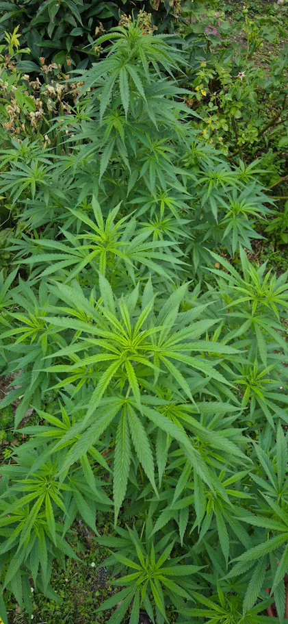 Cannabis-Dnger-Set 2 x 1 Liter  Purgrn