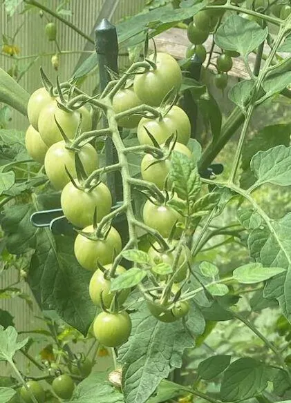 Purgrn Bio-Tomatendnger 1 Liter