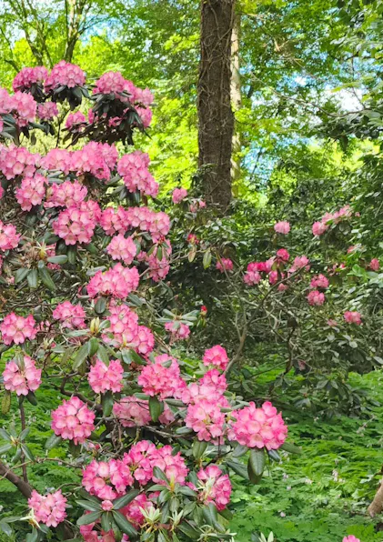 Purgrn Rhododendrondnger 1 Liter