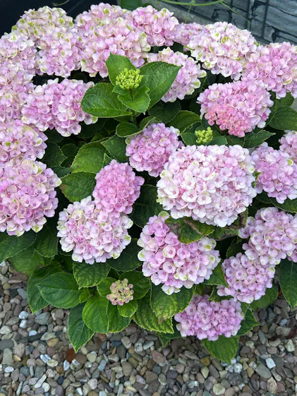 Purgrn Bauernhortensie-Dnger 1 Liter