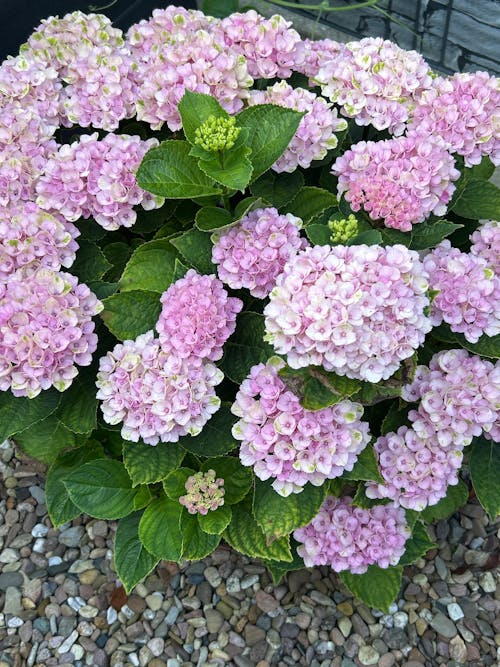 Bauernhortensie-Dünger 1 Liter