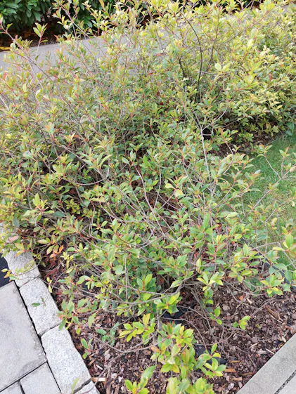 Purgrn Red-Robin-Dnger 1 kg