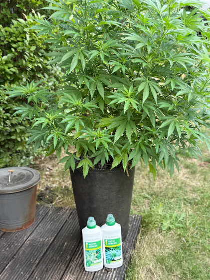 weinstock düngen Purgrün Bio-Weinstock-Dünger 1 Liter