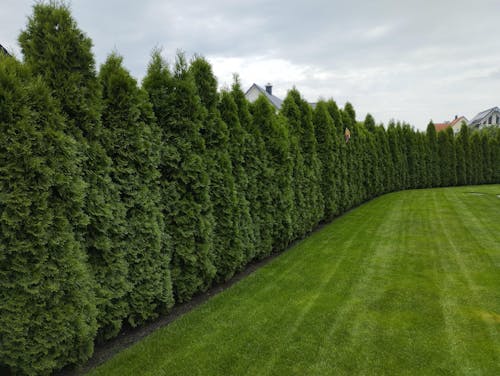 Thuja-Smaragd-Dünger 1 kg