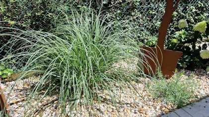 dünger für zitronenbaum im topf Bio-Zitronenbaum-Dünger kaufen main image 0