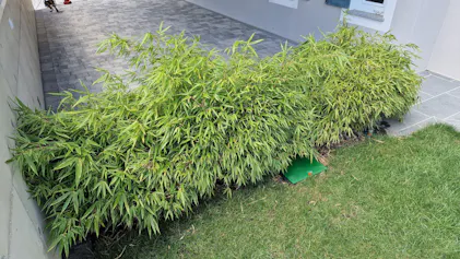dunkler bambus Schwarzer Bambus (Phyllostachys nigra) | 125-150 cm im Topf main image 1